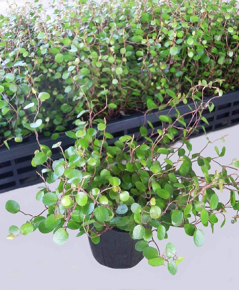 沖縄県産　ラン　花芽付き　カット苗　3セット ひつじのショーン 沖縄県産 ラン 花芽付き カット苗 3セット ひつじのショーン様専用